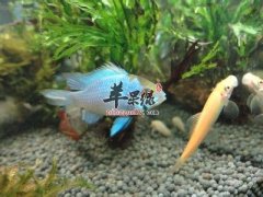 鲷鱼的种类有哪些 你