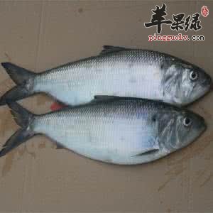 鲥鱼的功效和适用人群