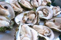 牡蛎的食用禁忌和搭