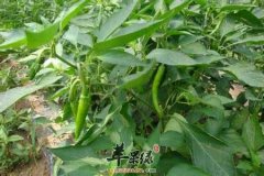 食用杭椒的注意事项