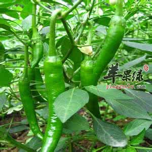 食用杭椒的注意事项有哪些呢