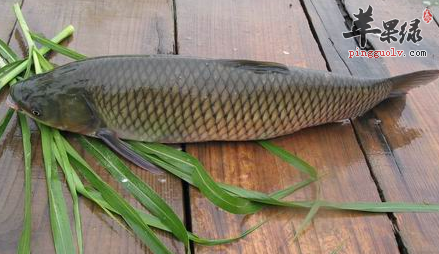 草鱼的特色食谱都有哪些