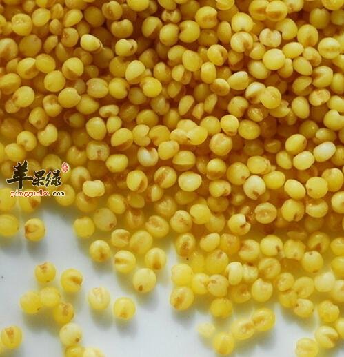 粟米如何选购 教你挑选优质粟米