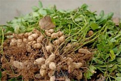 吃花生补什么 有哪些好处