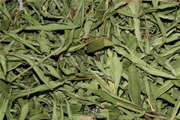 甜叶菊2.jpg