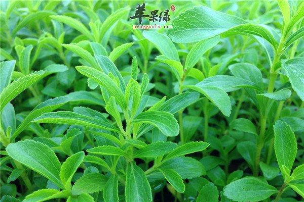 甜叶菊5.jpg