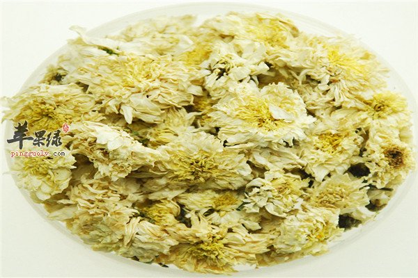 杭白菊的功效和养生作用