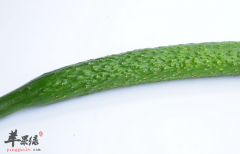 黄瓜的六大药理用途讲解