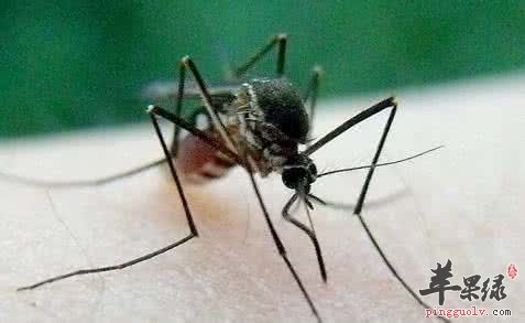 蚊子让人烦恼 夏季驱蚊小妙招