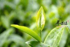 茶叶的适宜人群和禁