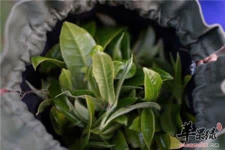 茶叶的适宜人群和禁忌人群