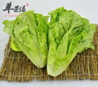生菜的药用价值有哪