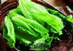 生菜的营养成份和注