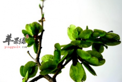 两款榆钱的家常菜谱