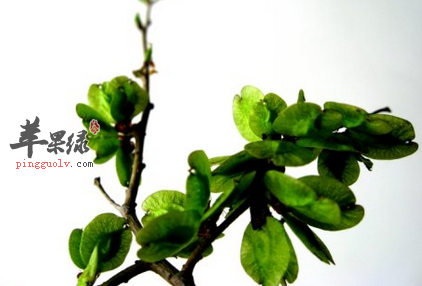 两款榆钱的家常菜谱推荐