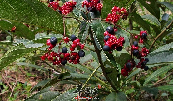 苹果绿 中药大全 功效与作用6,治风疹, 丹毒:大青捣烂,鼍之即散,本方