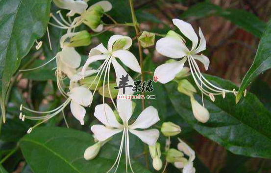 苹果绿 中药大全 功效与作用1,预防乙脑,流脑:大青叶五钱, 黄豆一两