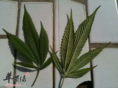 大麻的治病疗方有哪些 苹果绿