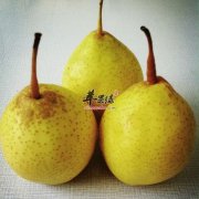 鸭梨的食用营养功效