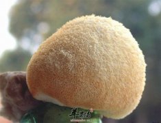 猴头菇的适宜人群 这