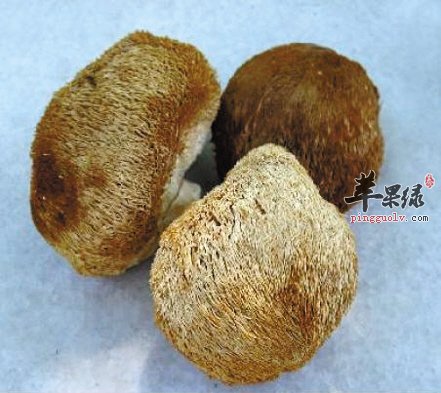 胃病的朋友们可以吃猴头菇吗