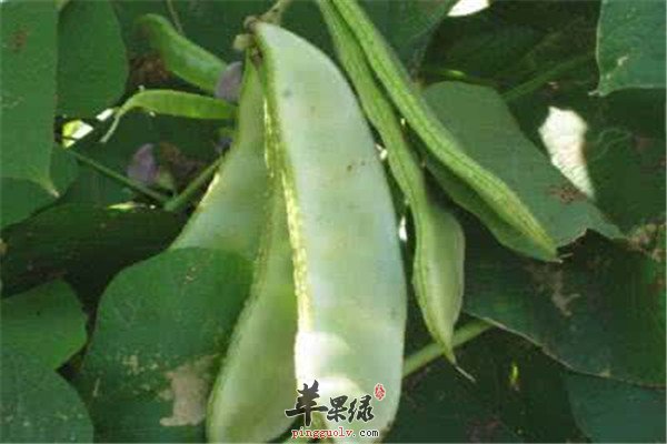 扁豆的营养价值以及适宜人群