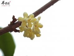 桂花泡茶喝很不错 能