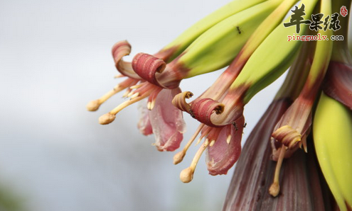 芭蕉花的食疗用途与治病选方介绍 苹果绿