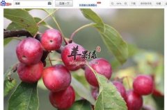 海棠果和苹果的区别