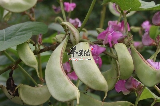 吃扁豆都有哪些益处呢