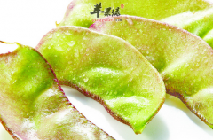 扁豆治病的精选食疗