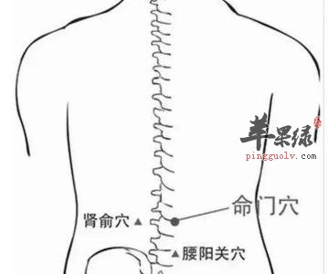 命门穴在哪里按揉命门穴的功效 苹果绿