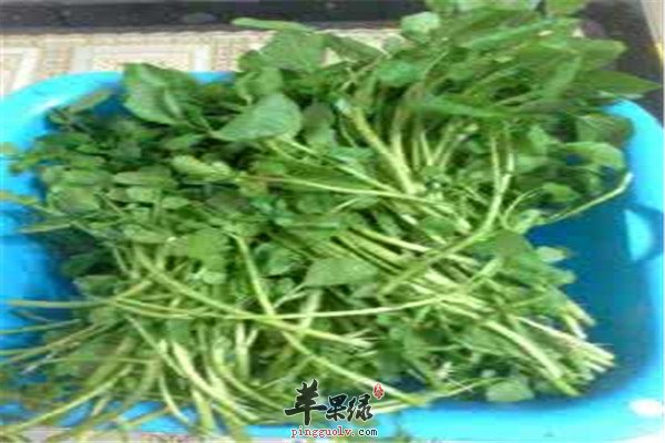 西洋菜8.jpg