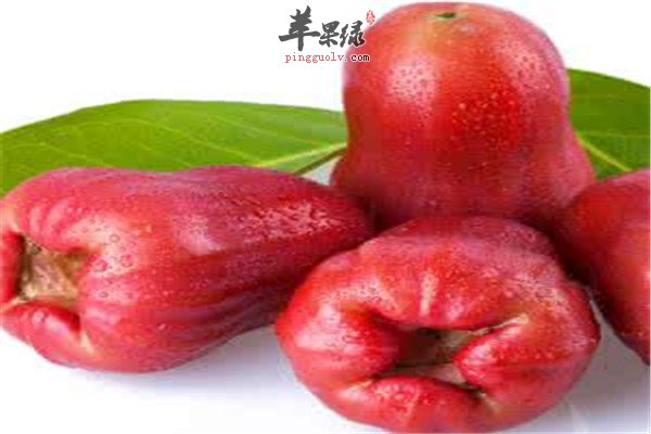 莲雾9.jpg