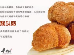 猴头菇的功效有哪些