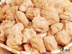 吃猴头菇有什么好处