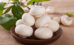 口蘑的两种特色美味