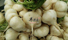 凉薯的三种特色食谱