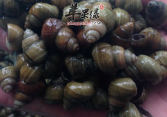 螺蛳的药用偏方有哪