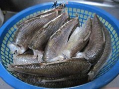 推荐两道鲮鱼的美味