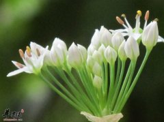 韭菜花的食用营养功