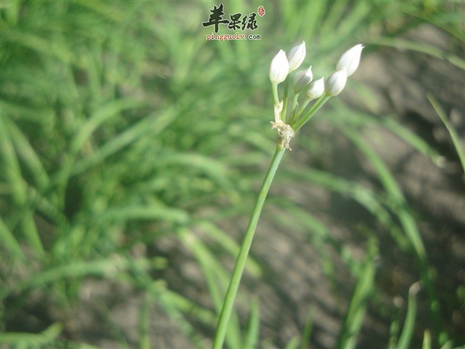 韭菜花的日常做法简介