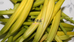 金针菜的十个治病偏