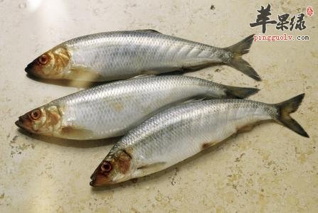 如何挑选优质的青鱼