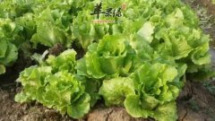 生菜的种类有哪些 简