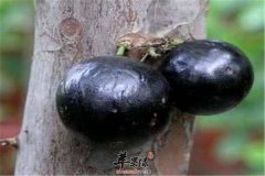 嘉宝果的食用方法和