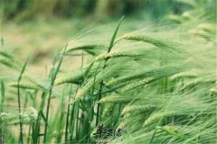 青稞的这些营养素你