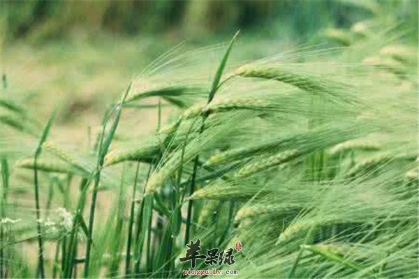 青稞的这些营养素你知道吗