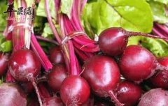 食用甜菜根要注意什
