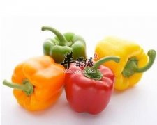 柿子椒是辛辣食物吗